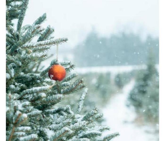 Evergreen tree, snow, ornament, 